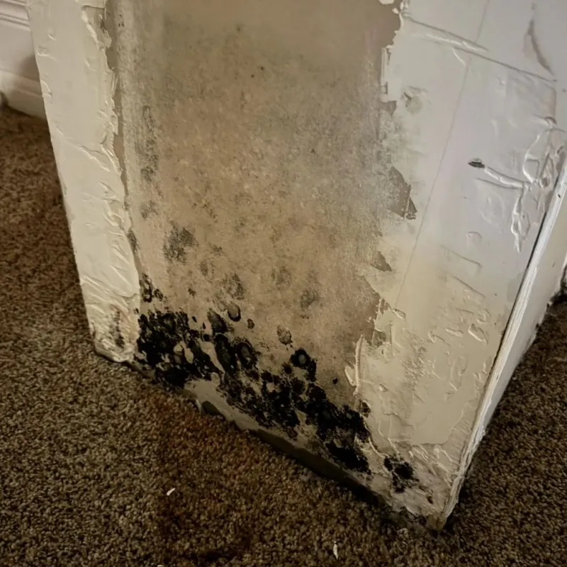 Professional Mold Removal in Brockway, PA